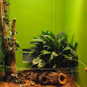 Dusky Pygmy Rattlesnakes exhibit