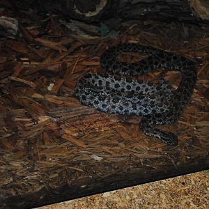 Dusky Pygmy Rattlesnakes