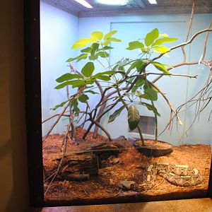 Gaboon Vipers exhibit
