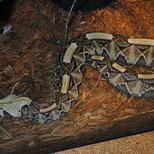 Gaboon Viper