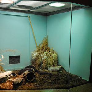 Red Spitting Cobra exhibit