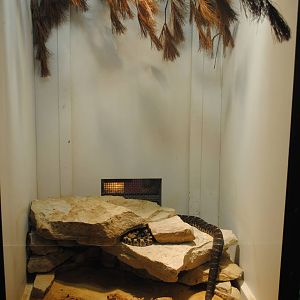 Arizona Black Rattlesnakes exhibit