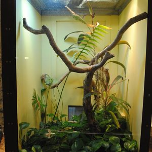 Kanburian Pit-Viper exhibit