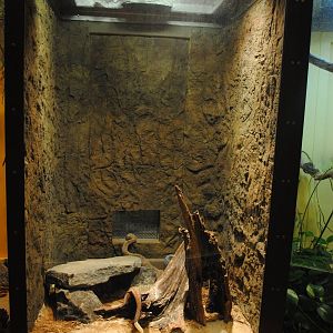 Uracoan Rattlesnake exhibit