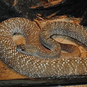 Uracoan Rattlesnake