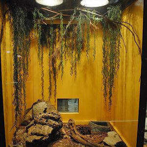 Timber Rattlesnake exhibit