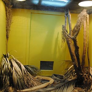 Eastern Diamondback Rattlesnakes exhibit (with unlabeled Common Box Turtle)