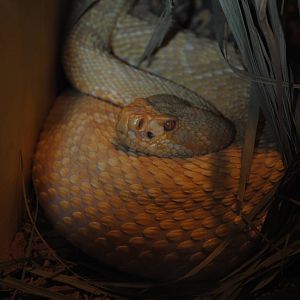 Eastern Diamondback Rattlesnake