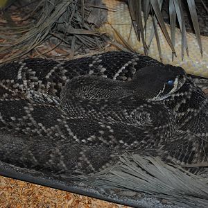 Eastern Diamondback Rattlesnake