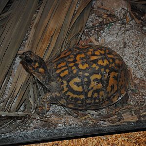 Common Box-Turtle