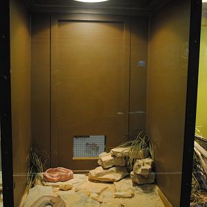 Aruba Rattlesnake exhibit