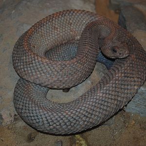 Aruba Rattlesnake