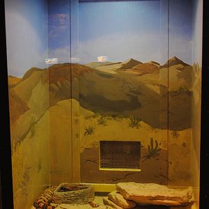 Gila Monster exhibit