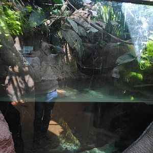 Tropical Forest - tank for Silver Arowana/Red-bellied Pacu/Red-tailed Catfi