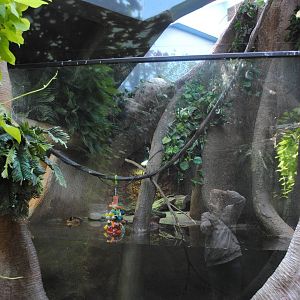 Tropical Forest - tank for African Pygmy Geese/Mertens Water Monitor/Red-be