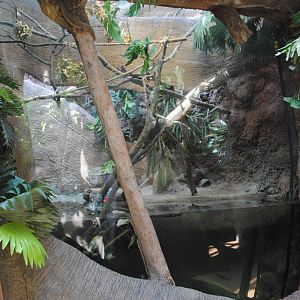 Tropical Forest - tank for Annam Leaf Turtle/Yellow-headed Temple Turtle/Au