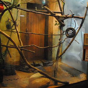 Tropical Forest - Goeldi's Monkeys exhibit