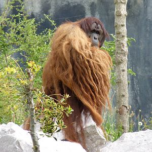 Sumatran Orangutan, September 2016