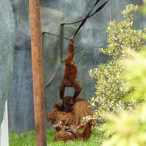 Sumatran Orangutans, September 2016