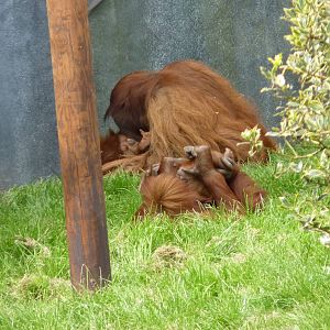 Sumatran Orangutans, September 2016