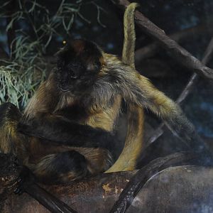 Black-handed Spider Monkey
