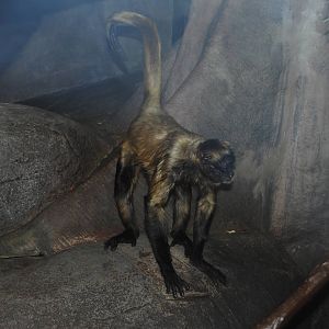 Black-handed Spider Monkey