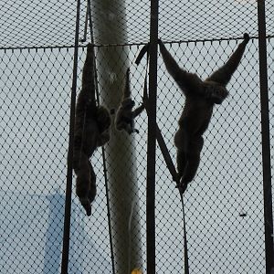 Silvery Gibbon family, September 2016