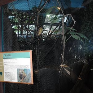 Tropical Forest - Keel-billed Toucans exhibit (separated by net from Fossa