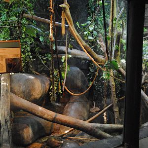 Tropical Forest - Fossas exhibit