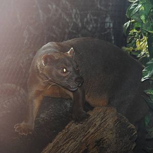 Fossa