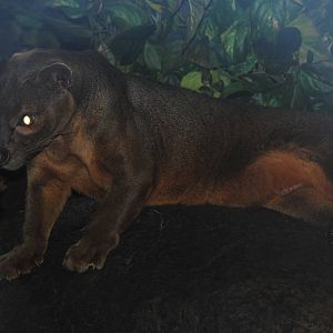 Fossa