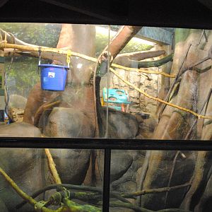 Tropical Forest - Binturong/Prevost's Squirrel exhibit