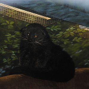 Binturong
