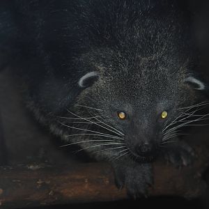 Binturong