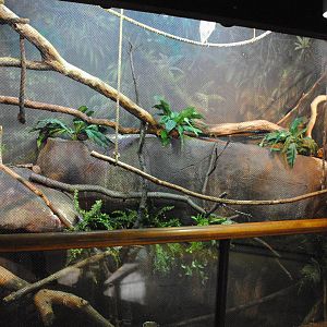 Tropical Forest - Mixed Species exhibit
