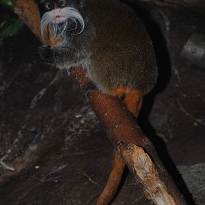 Emperor Tamarin