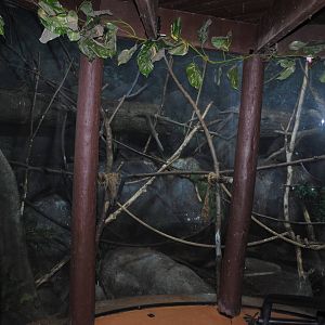 Tropical Forest - Mixed Species exhibit