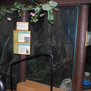 Tropical Forest - Mixed Species exhibit