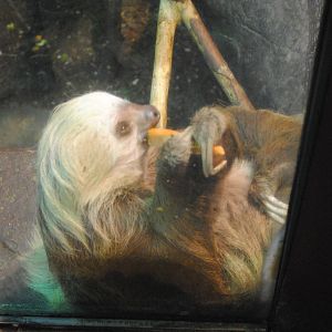 Hoffman's Sloth