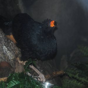 Wattled Curassow