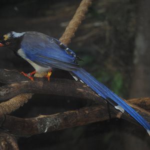 Red-billed Blue Magpie