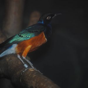 Superb Starling