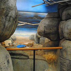 African Hall - Serval exhibit