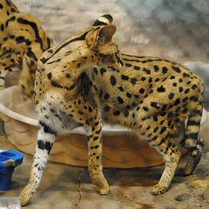 Serval