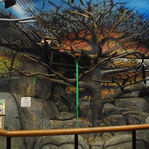 African Hall - Black-and-white Ruffed Lemurs exhibit