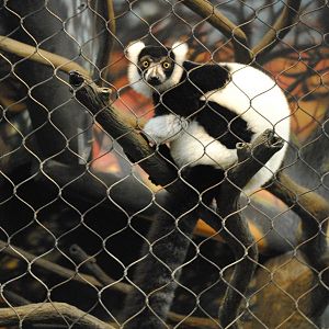 Black-and-white Ruffed Lemur