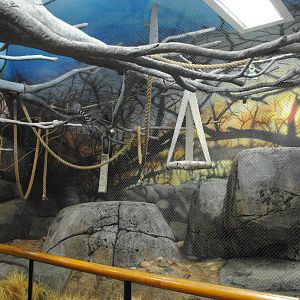 African Hall - Ring-tail Lemurs exhibit (plus some birds)