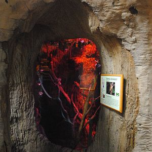 African Hall - Moholi Galago exhibit (inside the Baobab Tree)