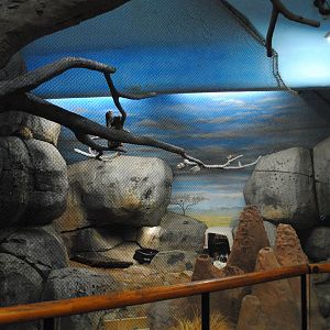 African Hall - African Crested Porcupine exhibit