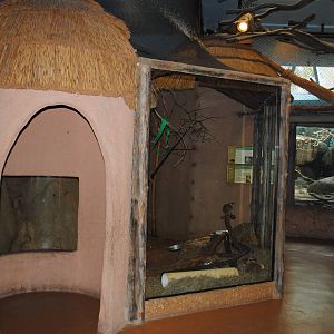 African Hall - Meerkats/Taveta Golden Weavers exhibit